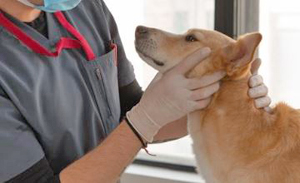 Veterinarios en Lorca, Clinicas Veterinarias  y Tiendas de Mascotas en LORCA | Empresas de Mascotas en Lorca